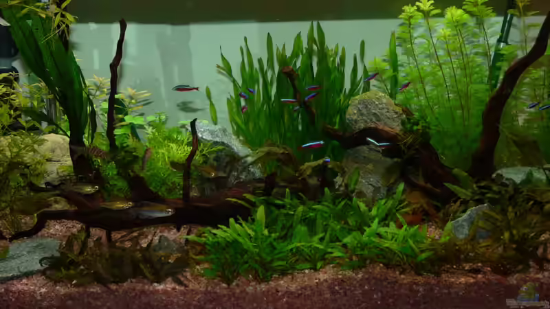 Zewanas kleines Biotop von Zewana (1)