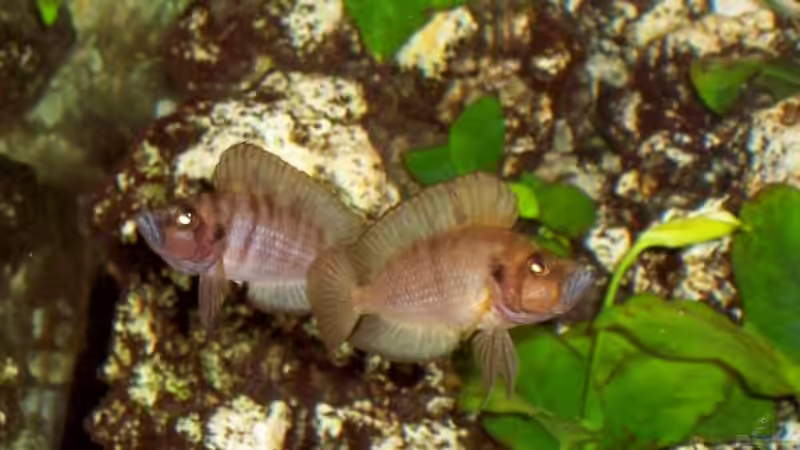 Zickenkrieg bie A.compressiceps von Markus Seipp (14)