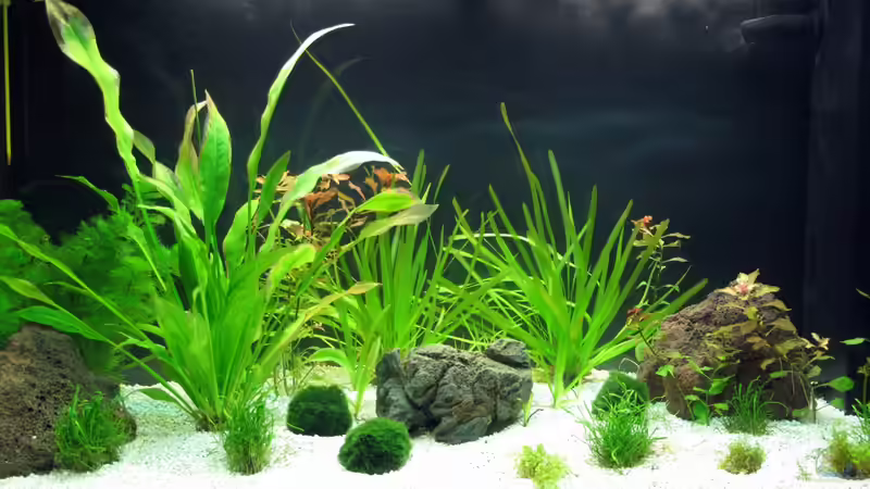 ziemlich am Anfang 06.11.11 von Stefan Peter (2)