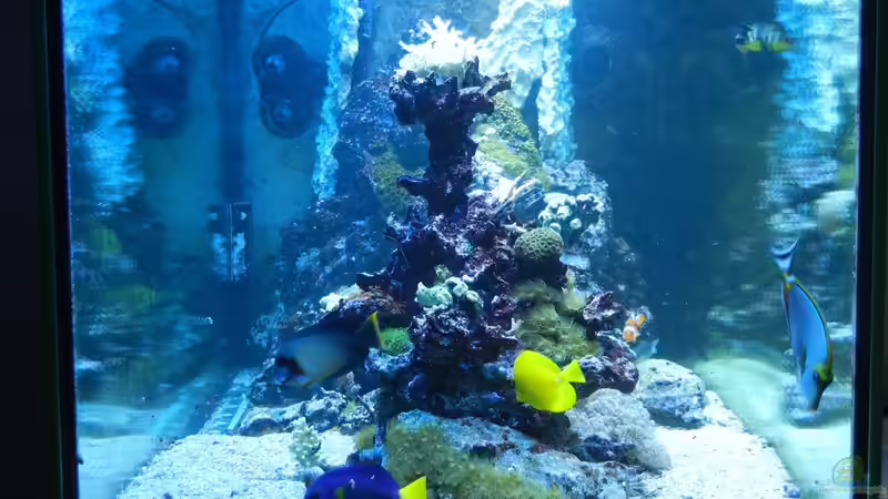 ziemlich blaulastig auf dem Foto von JuWa (7)