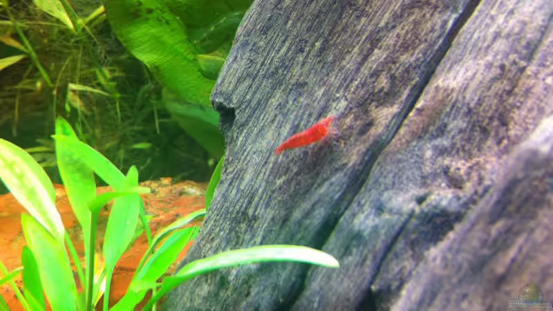 ziemlich rot :-) von Nastassja&Mario T (25)