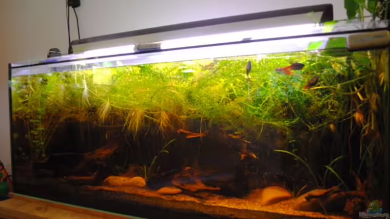 ziemlich zugewuchert,möchte damit einen Indischen Flachwassergraben simulieren