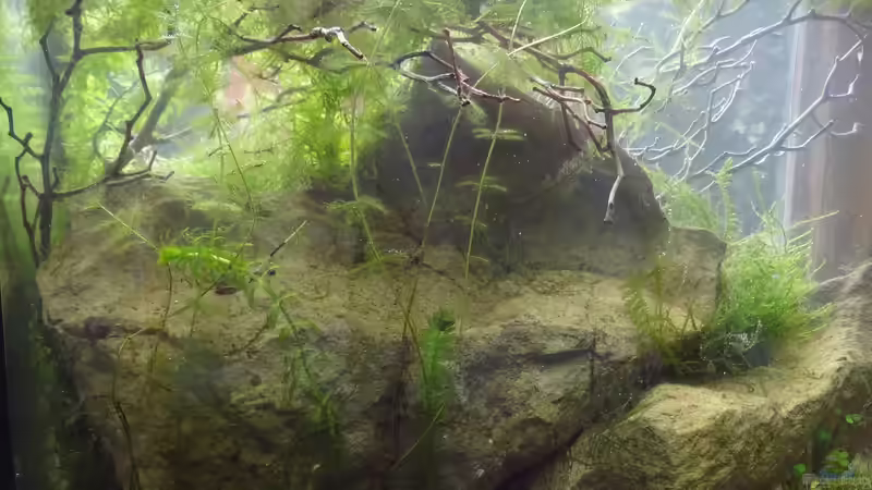 Zierapfeläste + Elassoma von paris (28)