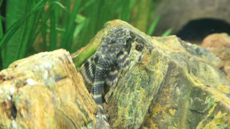 Zierbinden Zwergschilderwels von Jumata (21)