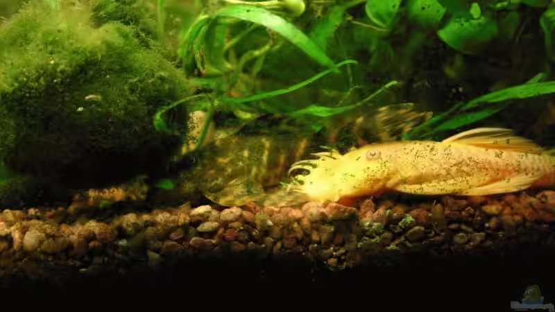 Zierbindenwels und Antennenwels (letzterer ist nicht mehr im Becken) von Kamenko (46)