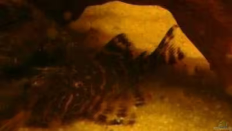 Zierbindenzwergschilderwels  von Snow-white89 (11)