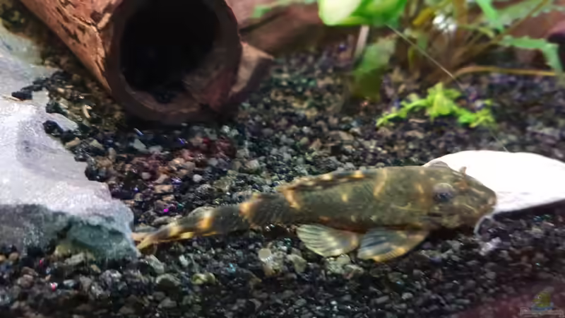 Zierbinder Zwerschildwels ? von Manuela&Mike (15)