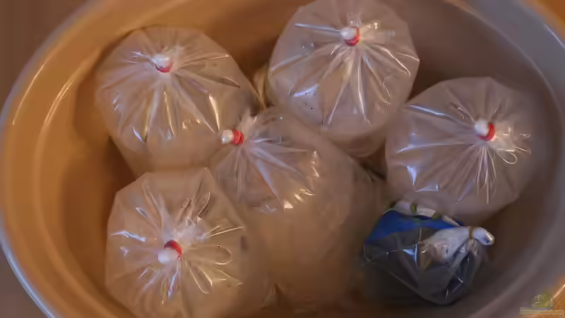 Zierfische: Wie kommen Wildfänge zu den Aquarianern?