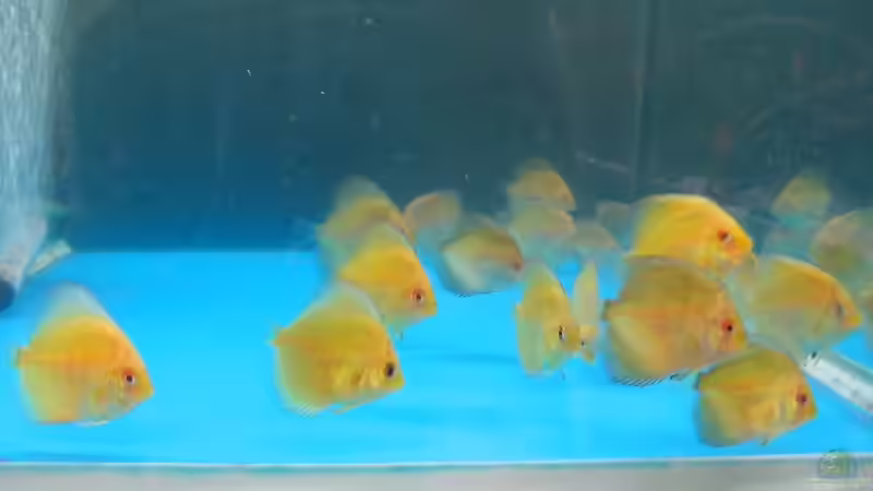 Zierfische: Zucht vs. Vermehrung