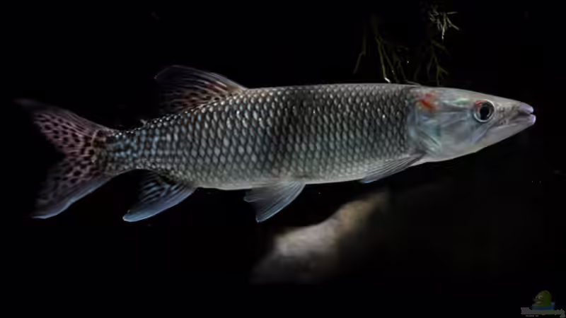 Zierfische aus Kamerun - Artenvielfalt, Haltung und Besonderheiten