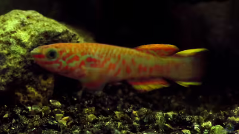 Zierfische aus Kamerun - Artenvielfalt, Haltung und Besonderheiten