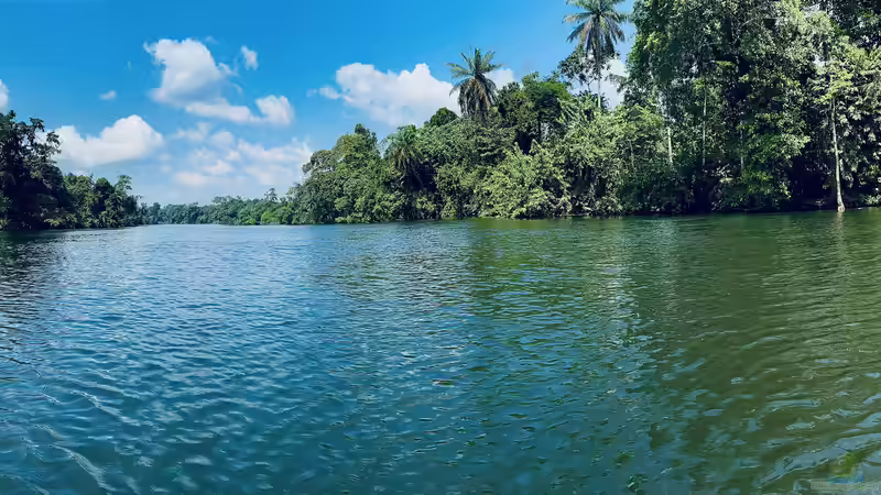 Zierfische aus Kamerun - Artenvielfalt, Haltung und Besonderheiten
