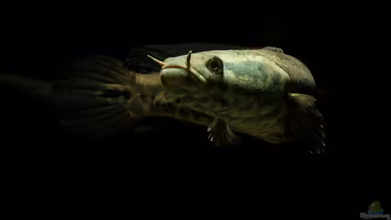 Zierfische aus Kamerun - Artenvielfalt, Haltung und Besonderheiten