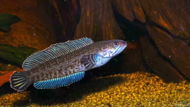 Zierfische mit besonderen Anforderungen: Lebendfutter bevorzugt