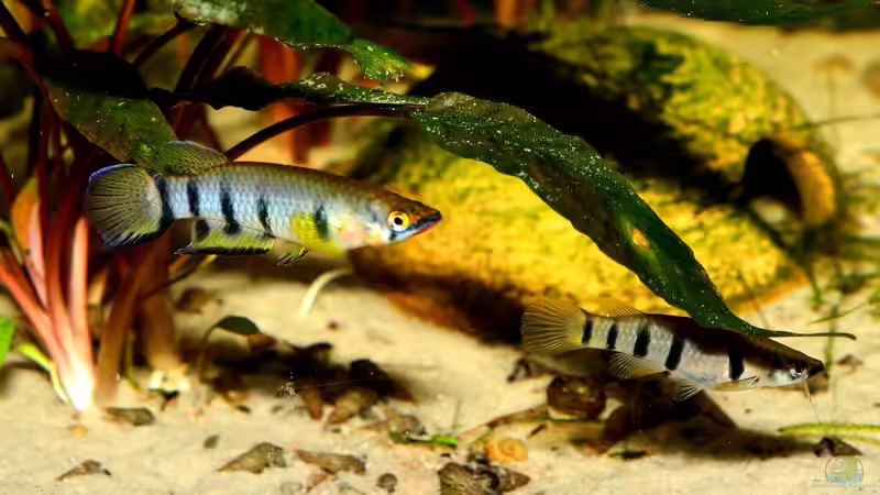 Zierfische mit besonderen Anforderungen: Lebendfutter bevorzugt