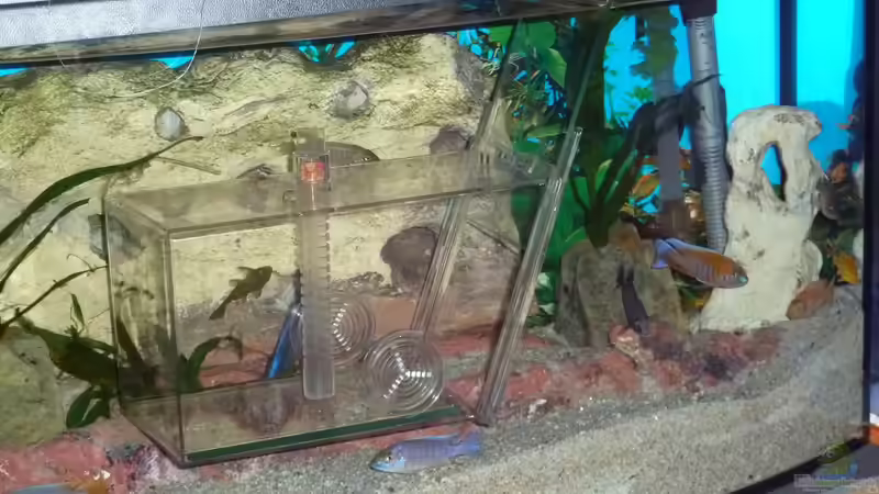 Zierfische ohne Stress fangen: Die 5 besten Tricks