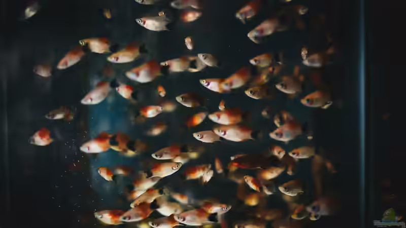 Zierfische verkaufen: Wie? Wo? Warum und wann nicht?