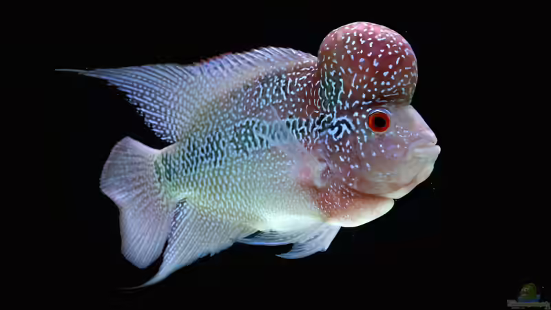 Zierfischhandel weltweit: Das sind die Hotspots