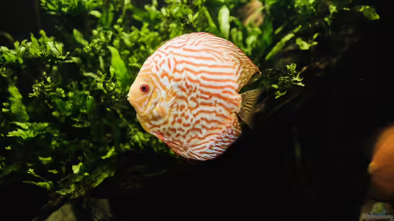 Zierfischhandel weltweit: Das sind die Hotspots