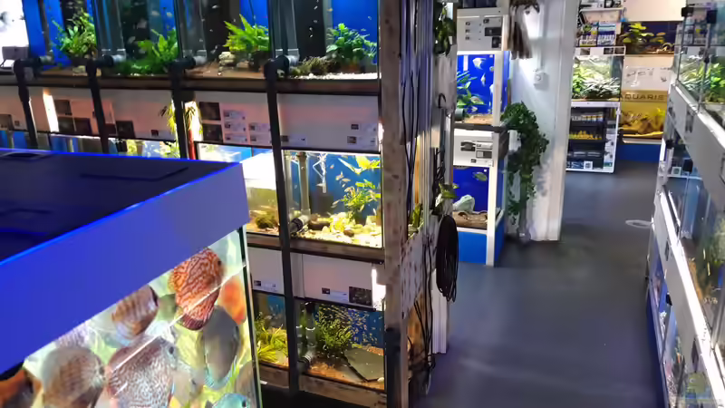 Zierfischversand mit Herz und Kompetenz von Aquaristik-CSI