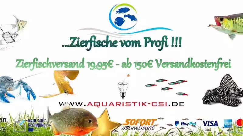 Zierfischversand mit Herz und Kompetenz von Aquaristik-CSI