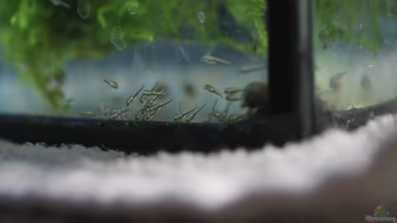 Zierfischzucht in Tschechien - Ein umfassender Einblick in ein europäisches Paradies für Aquarianer