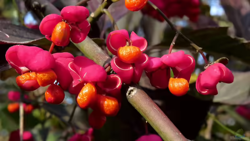 Zierfruchtpflanzen für Herbst und Winter