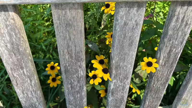 Zierfruchtpflanzen für Herbst und Winter