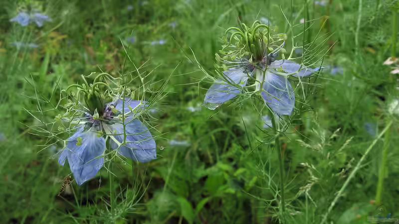 Zierfruchtpflanzen für Herbst und Winter