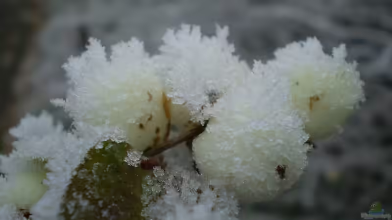 Zierfruchtpflanzen für Herbst und Winter