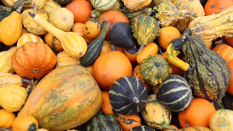 Zierkürbisse selbst im Garten anbauen