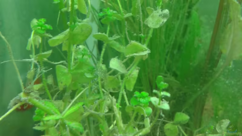 Zierliche Perlkraut von Reinhold Berk (8)