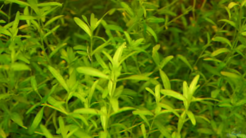 Zierliches Perlenkraut von Jasmin Lütticke (6)