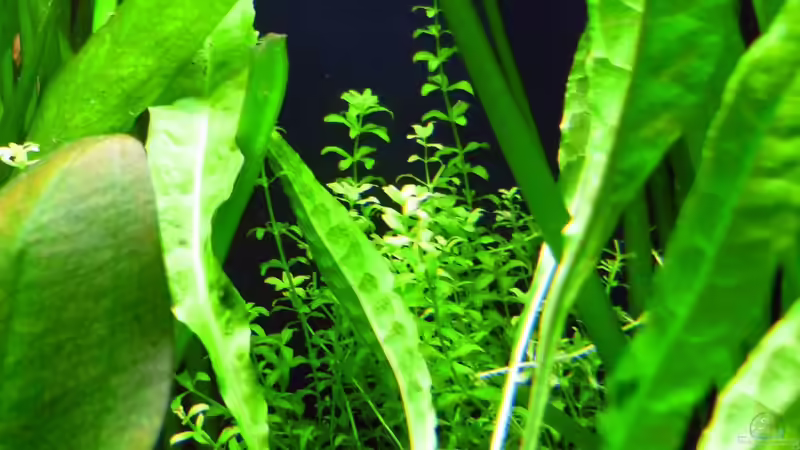 Zierliches Perlkraut, Javafarn von Sabrina & Dirk Bergmann (37)