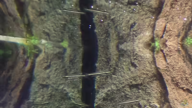 Ziersalmler von raubsau (145)