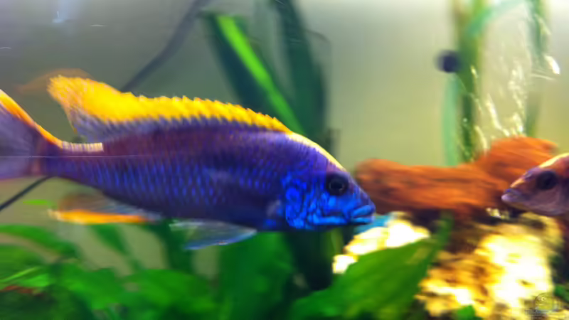 Zimbawe von Yejo (17)