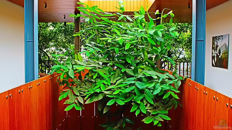 Zimmerpflanzen im Winter von Tom