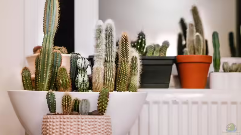 Zimmerpflanzen im Winter von Tom