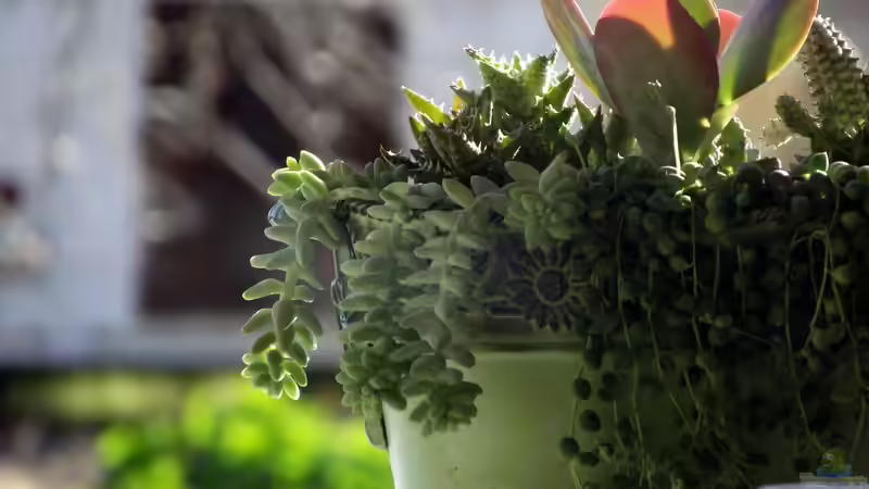 Zimmerpflanzen im Winter von Tom