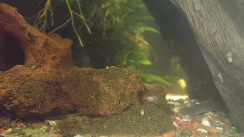 Zimtfarbenes Dornauge äugt hinter der Wurzel hervor von Tino Georgi (13)