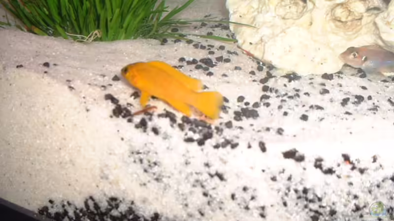 Lochgestein im Aquarium als Dekoration