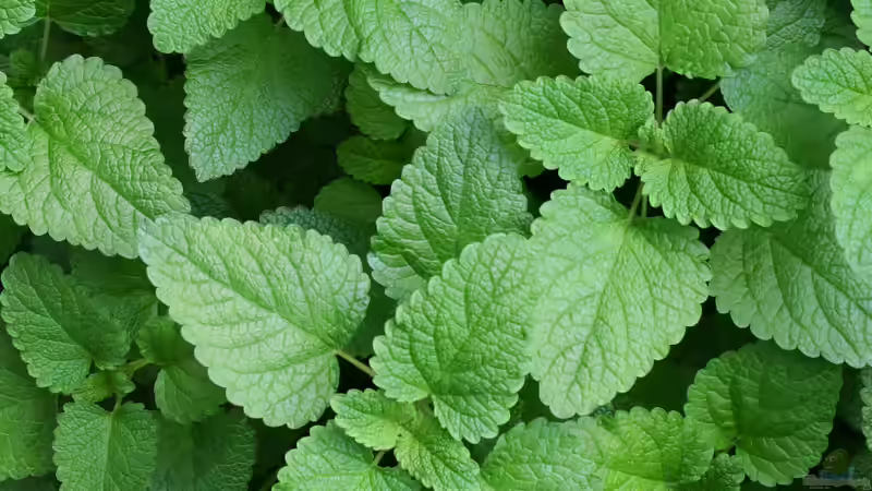 Zitronenmelisse aus dem eigenen Garten: So machst du daraus einen aromatischen Tee