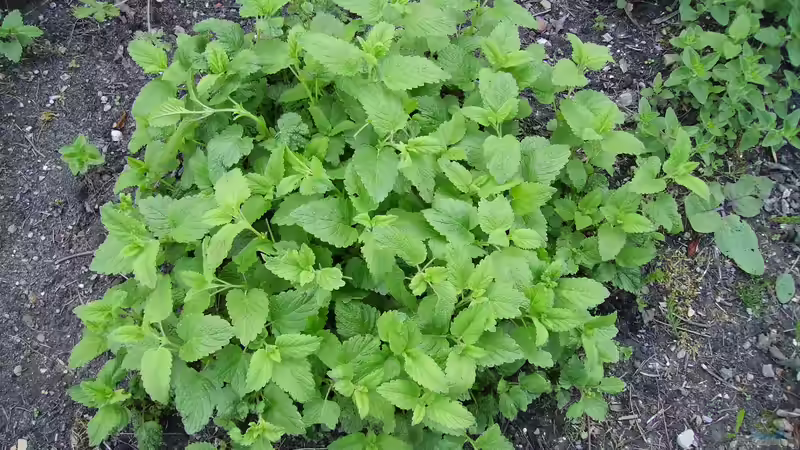 Zitronenmelisse aus dem eigenen Garten: So machst du daraus einen aromatischen Tee