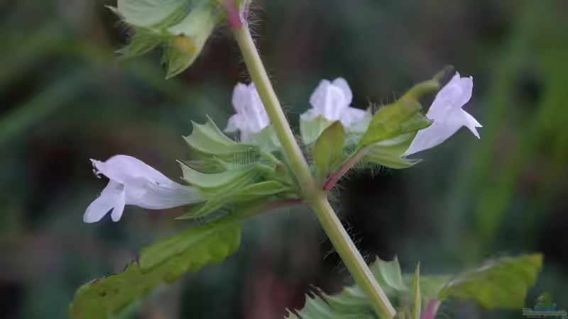 Zitronenmelisse aus dem eigenen Garten: So machst du daraus einen aromatischen Tee