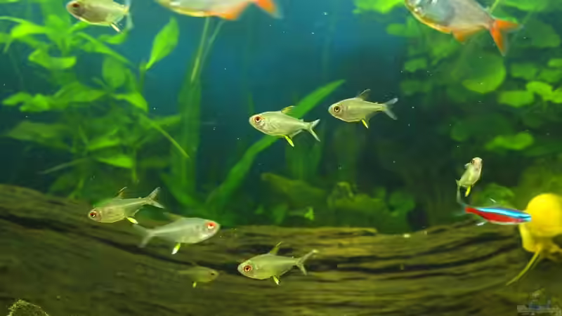 Einrichtungsbeispiele mit Zitronensalmlern (Hyphessobrycon pulchripinnis)