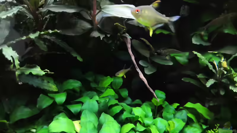 Zitronensalmler mit Nachwuchs  von Aquaritch (35)