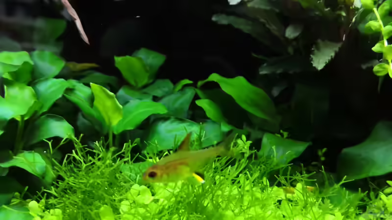 Zitronensalmler Nachwuchs ca 4 Wochen alt  von Aquaritch (34)
