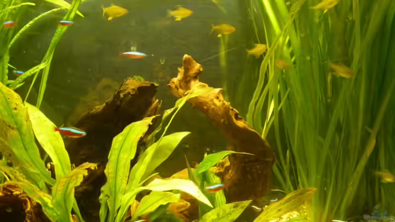 Zitronensalmler und Neon von Josef Braun (33)