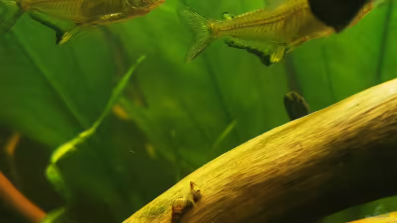 Zitronensalmler von 8isJulchn8 (10)