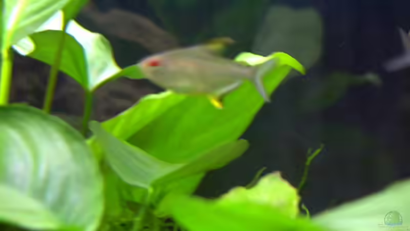 Zitronensalmler von Gabriela Lang (15)